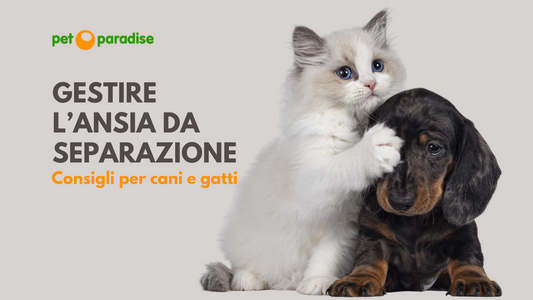 Gestione ansia da separazione: Consigli per cani e gatti